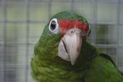 Photo of Puerto Rican Amazon Parrot 