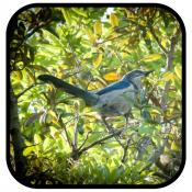 Peter Barker Endangererd Florida Scrub Jay Flickr image Peter Barker Endangererd Florida Scrub Jay Flickr image