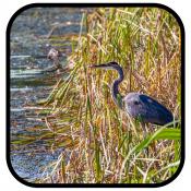 Wesley Hetrick Blue Heron Sweetwater Wetlands Flickr image Wesley Hetrick Blue Heron Sweetwater Wetlands Flickr image